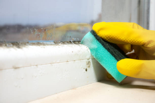 Best Emergency Mold Removal  in Taylor, AZ